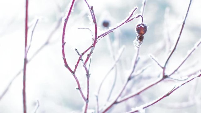 Winter nature background with hoarfrost on briar branches. 4K realtime video with zooming in motion
