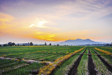 Onion farm in countryside at sunset