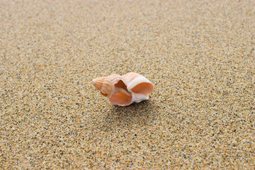 Sea shell on the beach