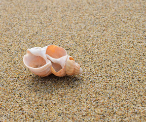 Sea shell on the beach