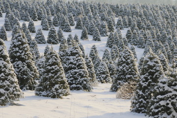 Douglas Fir, Christmas Tree Farm Covered in a Blanket of Snow, a Winter Wonderland, Trees Shown is...