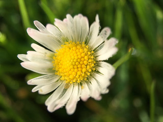 Fototapeta premium Macro shot from Common daisy flower