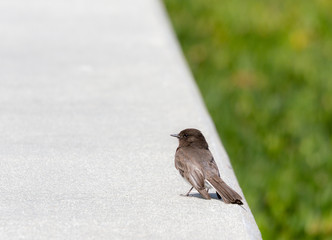 Brown Bird Sitting on Concrete in a Park