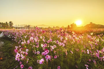 Poster de jardin Fleurs Cosmos flowers blooming in the morning