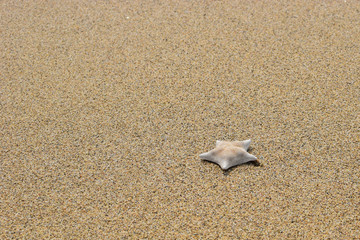 Starfish on sand