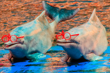Cute Indo-Pacific humpback dolphin Sousa chinensis ,or Pink dolphin, or Chinese white dolphin is wearing sunglass and dancing shows in the swimming pool.