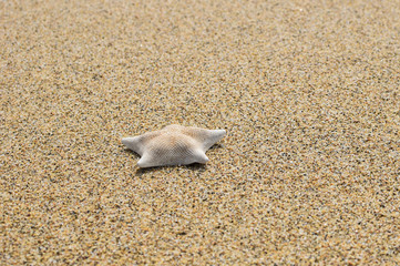Starfish on sand