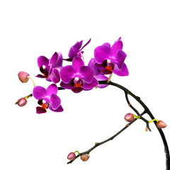 Fototapeta na wymiar flower orchid isolated on white background