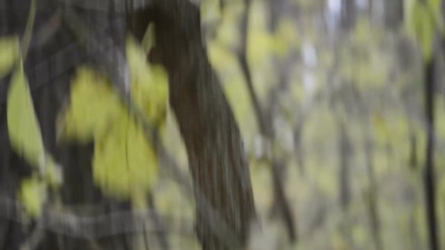 Cute squirrel on tree in the park close up