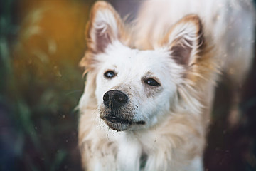 White little dog in field