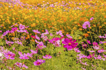 Obraz premium Cosmos flowers blooming in the morning