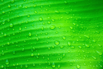 Water drops on banana leaves 