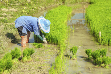 Rice farmers are withdrawing the seedlings to transplanting