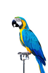Bule gold yellow macaw isolated on white background