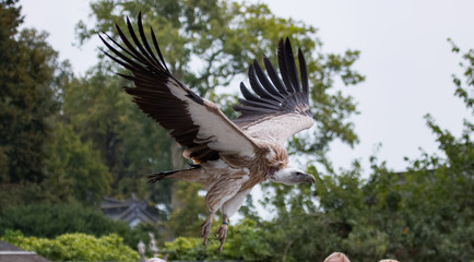 Vautour de l'Himalaya en vol