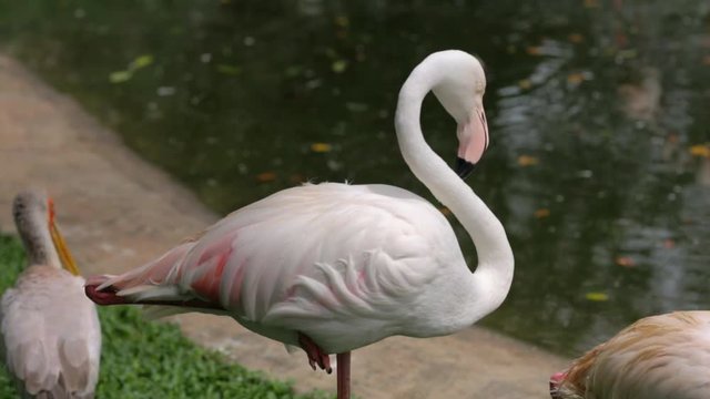 Pink Flamingo Standing Near a Pond
