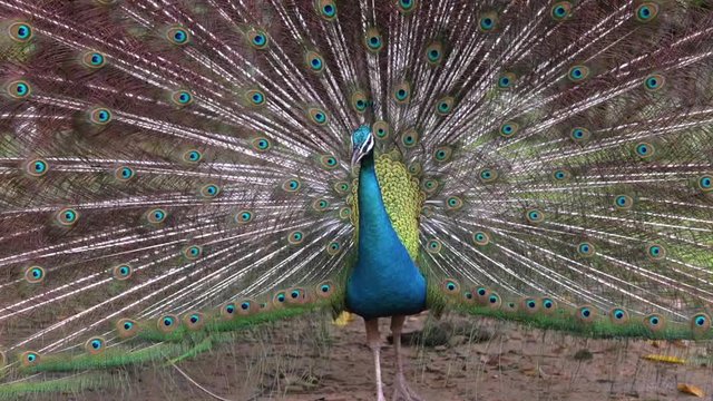 the Indian Peafowl Spreading His Decorative Tail