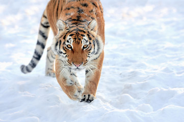 Naklejka premium Tiger in winter