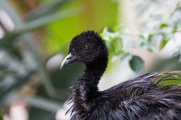 Agami trompette