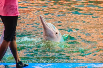 Papier Peint photo Autocollant Dauphin Le mignon dauphin à bosse de l& 39 Indo-Pacifique Sousa chinensis, ou dauphin rose, ou dauphin blanc chinois saute et danse des spectacles dans la piscine.