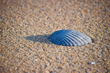 single shell on the sandy beach