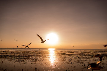 Seagulls silhouettes in flight at sunrise