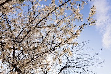 treetop with white flowers
