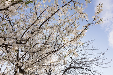 treetop with white flowers