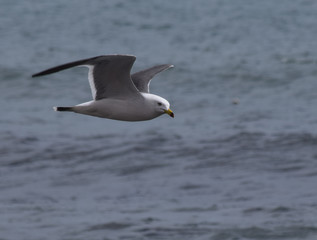 Bird seagull flying over the sea