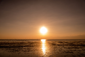 Seagulls silhouettes in flight at sunrise