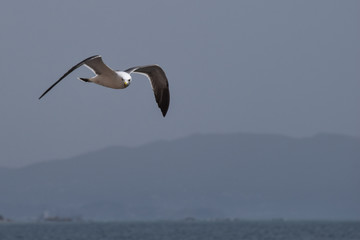 Bird seagull flying over the sea