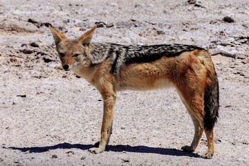 Chacal in Etosha parc Namibia