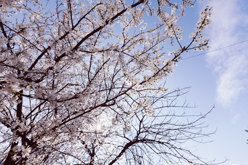treetop with white flowers