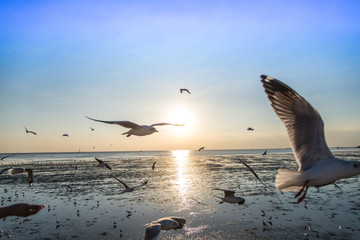 A flock of birds seagull flying high up in the air with its wings spread