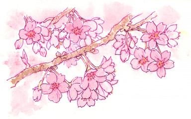 桜