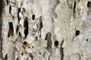 Remains of an old tree trunk without bark tree eaten by wood worms with worm traces