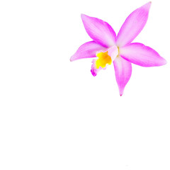 Pink orchid flower (phalaenopsis) isolated on white background