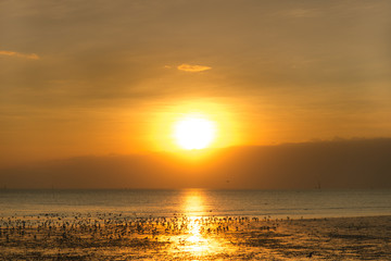 Tranquil scene with seagull flying at sunset