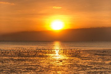 Obraz premium Tranquil scene with seagull flying at sunset