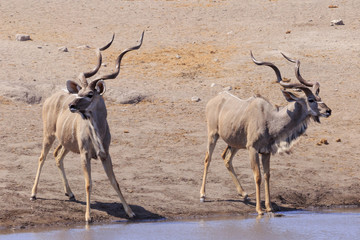 Kudu  in Etosha parc Namibia