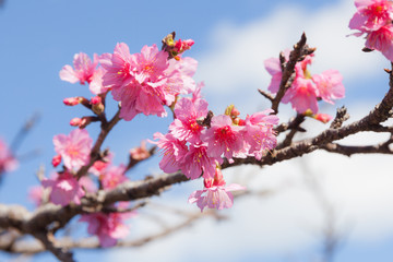 Obraz premium さくら