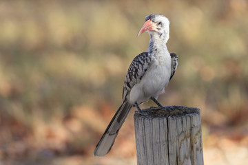 Hornbil in Etosha parc Namibia