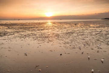 Fototapeta premium Tranquil scene with seagull flying at sunset