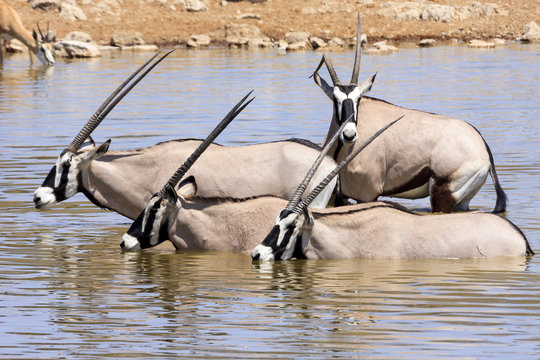 Oryx in water in Etosha parc Namibia