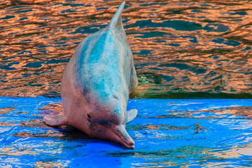 Cute Indo-Pacific humpback dolphin Sousa chinensis ,or Pink dolphin, or Chinese white dolphin is jumping and dancing shows in the swimming pool.