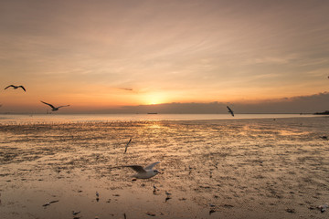 Tranquil scene with seagull flying at sunset