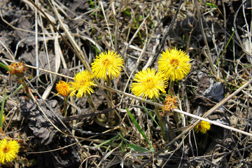 Coltsfoot flower (Tussilago farfara) on the meadow