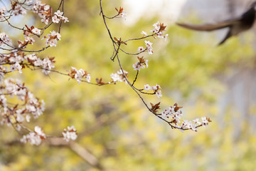 treetop with white flowers