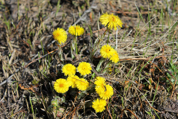 Coltsfoot flower (Tussilago farfara) on the meadow