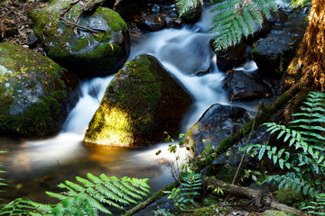 Morning light on Cement Creek, Mount Donna Buang, Victoria Australia